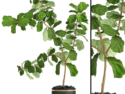 Bonsai Plant With Lush Green Leaves And Healthy Branches In Black Pot 3d model