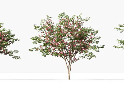 Ornamental Tree with Lush Green Leaves and Pink Blossoms on Slender Branches 3d model