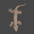 Detailed Brown Gecko Game and Movie Character 3D Model with Large Eyes on Black Background