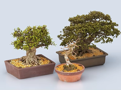 Bonsai Plants in Various Decorative Pots with Lush Green Foliage and Natural Trunk Design 3d model