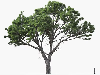 Tall Arbor With Lush Green Foliage Thick Trunk And Small Figure For Scale 3d model