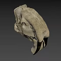Detailed Animal Skull Anatomical Structure Showing Bone Features And Teeth