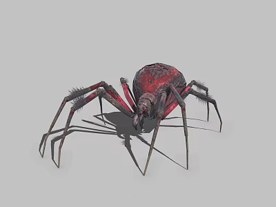 Red and Black Spider With Long Legs And Distinct Body On Gray Background 3d model