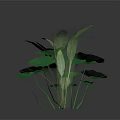 Green Leafy Plants with Large Round Lotus Leaves and Broad Stems on Dark Reflective Surface