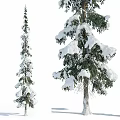 Tall Snow Covered Tree With Person Silhouette In Winter Landscape