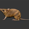 Brown Striped Mouse Standing On Black Surface With Reflection And Shiny Fur 3d model