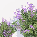 Three Decorative Arbor Trees With Purple Flowers Green Leaves And Shadows On White Background