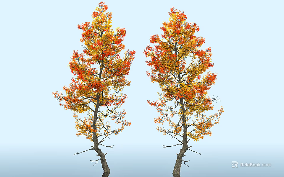 Two Deciduous Trees With Vibrant Orange And Yellow Autumn Leaves Against Blue Sky 3d model 