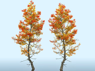 Two Deciduous Trees With Vibrant Orange And Yellow Autumn Leaves Against Blue Sky 3d model