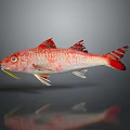 Red and white patterned fish with yellow whisker like structures in gray background with reflection 3d model