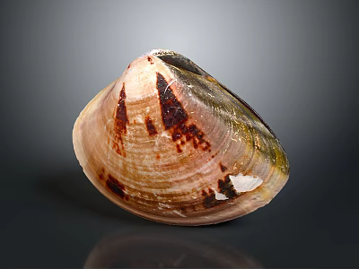 Natural Brown Pink Shell With Spotted Texture And Shiny Surface On Dark Background 3d model