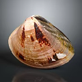 Natural Brown Pink Shell With Spotted Texture And Shiny Surface On Dark Background