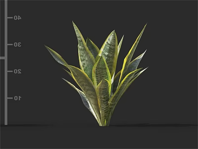 Variegated Green Yellow Snake Plant with Long Leaves on Gray Background 3d model