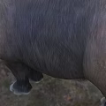 Woolly rhinoceros creature 3d model