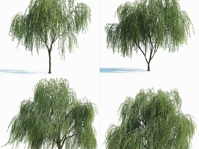 Weeping Willow Tree With Lush Green Branches Shown In Four Angles 3d model