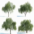 Weeping Willow Tree With Lush Green Branches Shown In Four Angles 3d model