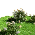 Green Grass Field With White And Light Pink Flower Bushes And Small White Blossoms
