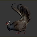 Modern pheasant pheasant 3d model