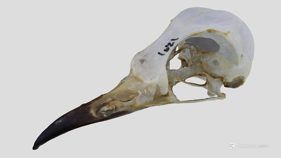 Flying Animal Bird Skull Skeleton Structure With Anatomical Details Close Up View 3d model 