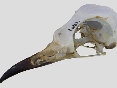 Flying Animal Bird Skull Skeleton Structure With Anatomical Details Close Up View 3d model