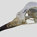 Flying Animal Bird Skull Skeleton Structure With Anatomical Details Close Up View