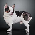 Cute Chihuahua Dog With Black White Brown Spots Standing On Dark Background