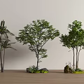 Landscape tree, courtyard tree, modeling tree, cluster arbor 3d model