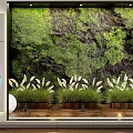 Indoor Living Plant Wall With Lush Moss And White Plants In Wooden Planters