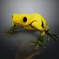 Yellow Frog With Green Spotted Limbs On Dark Background And Reflection