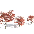 Three Tall Arbor Trees With Vibrant Red Leaves Against Blue Sky