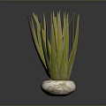 Long Leaf Green Houseplant In White Textured Round Pot On Dark Background