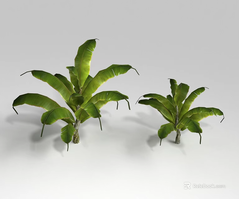 Two Decorative Shrubs With Large Green Leaves Isolated On White Background 3d model 