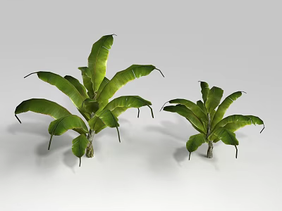 Two Decorative Shrubs With Large Green Leaves Isolated On White Background 3d model