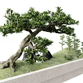 Curved Trunk Arbor With Lush Green Leaves Small Saplings Stones Grass In Rectangular Concrete Container