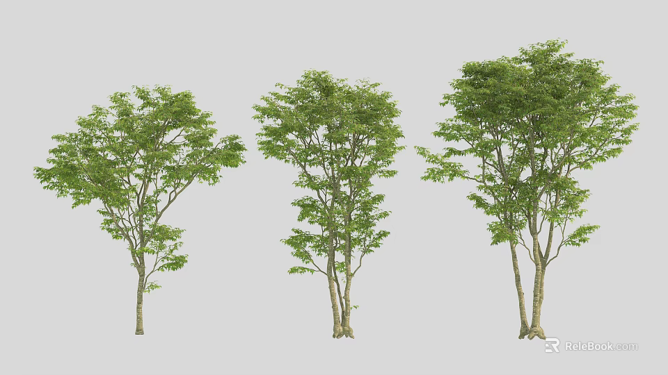 Three Green Lush Leafy Trees With Different Forms And Light Trunks 3d model