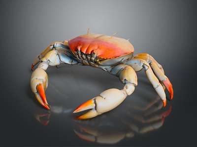 crab sea crab river crab hairy crab bread crab hermit crab big crab small crab marine animal fish 3d model