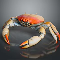 Red Orange Shell Crab With White Claws And Legs Marine Aquatic Animal