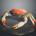 crab sea crab river crab hairy crab bread crab hermit crab big crab small crab marine animal fish 3d model