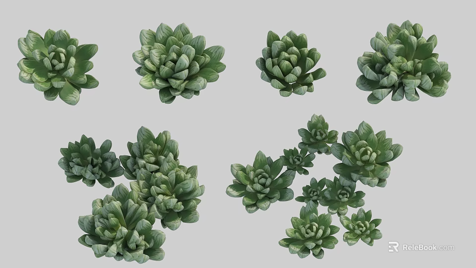 Elegant Green Succulent Flowers In Decorative Vase For Indoor Home Decor 3d model 