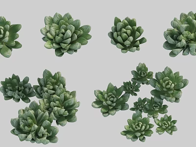 Elegant Green Succulent Flowers In Decorative Vase For Indoor Home Decor 3d model