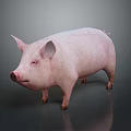 Pink Pig Standing On Gray Background With Shiny Reflective Floor Surface 3d model