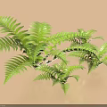 Lush Green Fern Shrub With Feathery Fronds And Dense Foliage For Garden Landscaping
