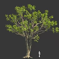 Large Tree With Thick Trunk And Lush Green Leaves With Small Figure Under