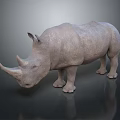 Realistic Rhinoceros 3D Model With Detailed Texture On Dark Reflective Surface 3d model