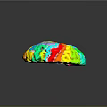 Medical Device With Colorful 3D Brain Model For Neuroscience Imaging Visualization