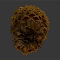 Natural Brown Pine Cone With Detailed Texture On Gray Background And Reflection 3d model