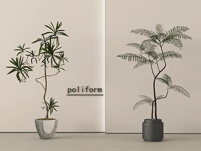 Bonsai Potted Plants With Slender And Feathery Leaves In Gray And Dark Gray Textured Pots 3d model