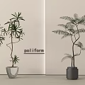 Bonsai Potted Plants With Slender And Feathery Leaves In Gray And Dark Gray Textured Pots