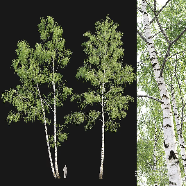 Tall Birch Trees With White Trunk And Green Foliage In Natural Forest Setting 3d model 