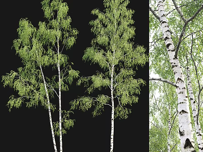 Tall Birch Trees With White Trunk And Green Foliage In Natural Forest Setting 3d model
